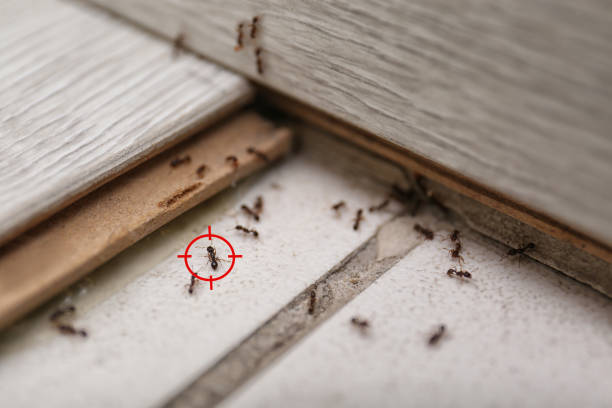 Best Best Pest Control Companies  in Columbia Falls, MT
